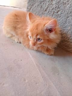 Percian Cat Kitten Male  0347_0915809