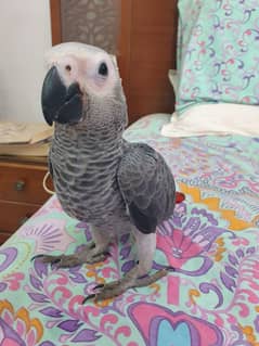 Grey parrot Chick