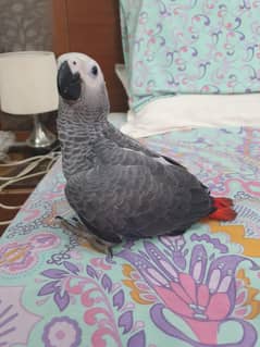 Grey parrot Chick.