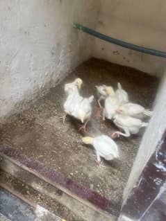 Hera assel chicks