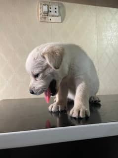 labra puppy available Male Hai