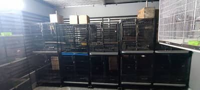 big parrots cage