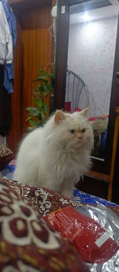 Persian