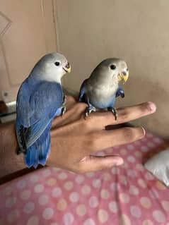 Blue rozicoli confirm breeder pair. already 3 chicks hai