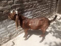 bakra