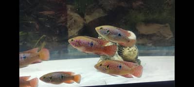 Red Jewel And Rainbow Shark For Sale