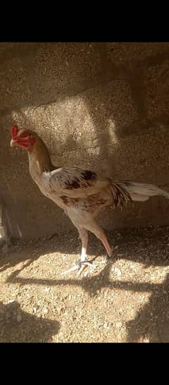 Aseel murga