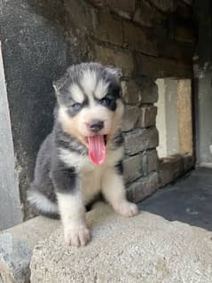 Siberian