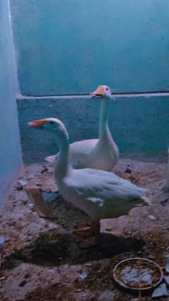 Ducks