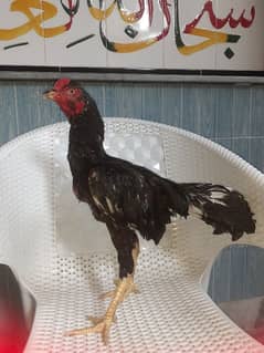 Aseel mianwali Chicken