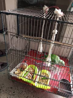 big cage