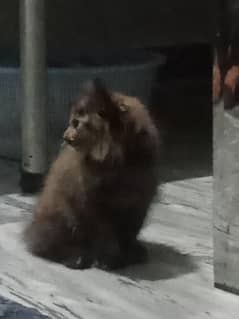 Persian