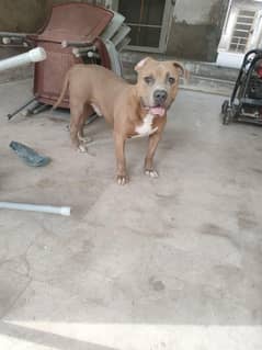 Pitbull