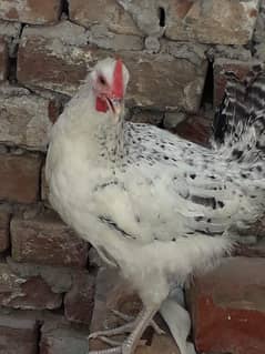 Hens1