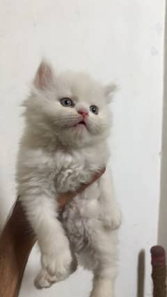 Persian