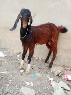 betal Bakra ore dumba