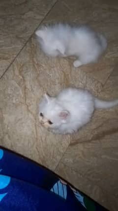 persian kitten's triple Cot