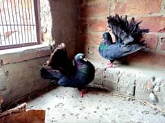 black lucky pigeon kabotar