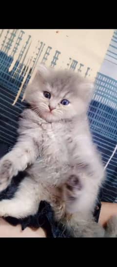 Persian
