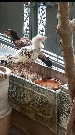Two Aseel Hens for sale
