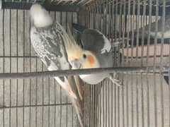 Cocktail Birds for Sell