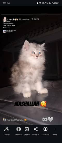 Persian cat ashgrey/white 7 months