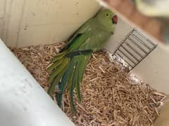 Ringneck breeder pair for sale