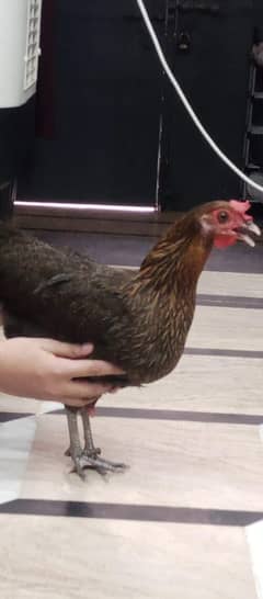 hens