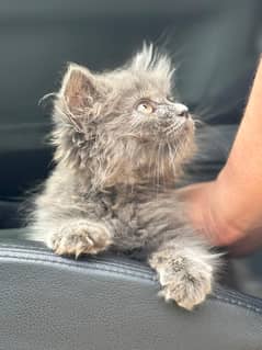 Persian cat for sale