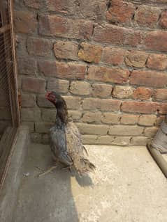 ASEEL HEN