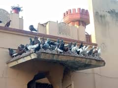 pigeons pair