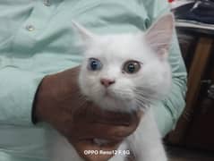 odd eyes 3 months baby triple coat