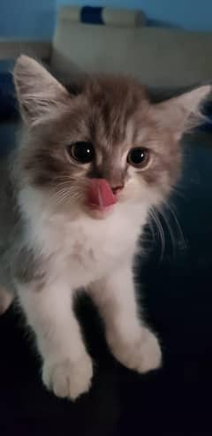 Persian kittens for sale