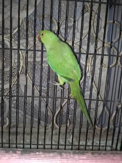 Female