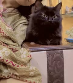 Female 6 month old Cat