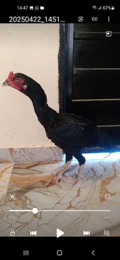 Hen and Australian birds for sale