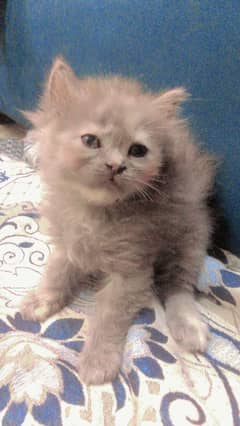 Persian triple coated