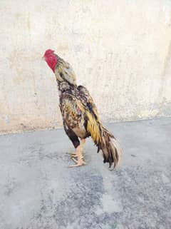 shajra aseel high quality