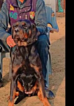 Rottweiler