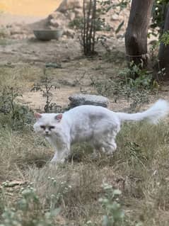 Persian punch face stud male for sale