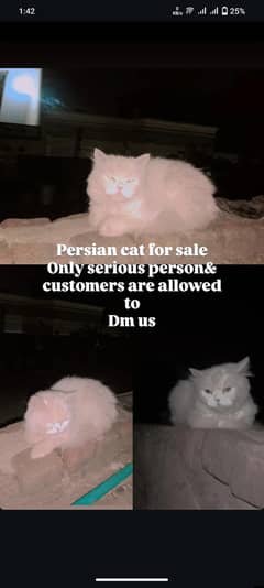 pure Persian