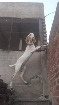 makki cheeni female