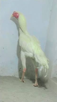 shamo