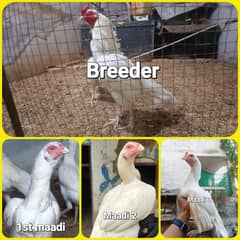Top quality heera egg for sell
