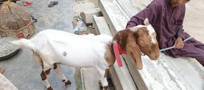 bakra