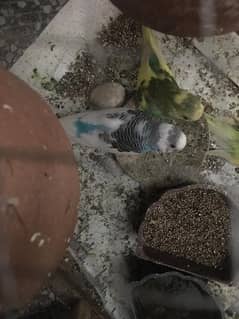 parrots