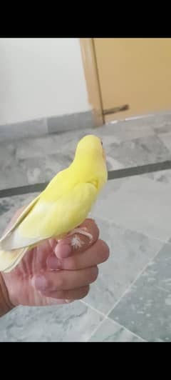Hand Tamed Love Bird