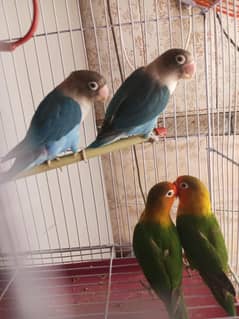 love