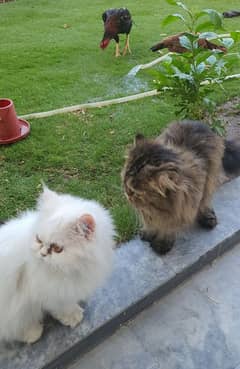 pure persian | extreme punch face | triple coat