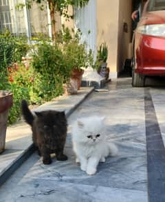 pure persian | extreme punch face cat | triple coat kitten